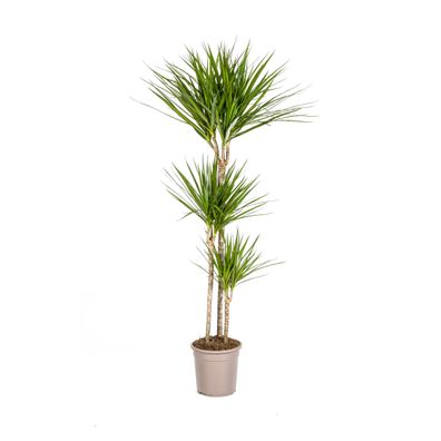 Dracaena Marginata Green Pflanze Ø24cm - Hochwertige Zimmerpflanze mit elegantem Auss