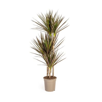 Dracaena Marginata Magenta Pflanze Ø21cm - Höhe 120cm für elegante Innenräume und wen