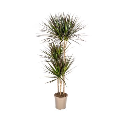 Dracaena Marginata Magenta - Zimmerpflanze Ø24cm, Höhe 140cm, pflegeleicht und dekora