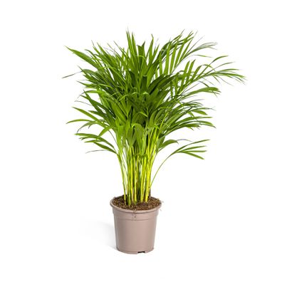 Dypsis Areca Lutescens - Goldpalme Ø19 cm - Zimmerpflanze Höhe 90 cm für Wohnräume