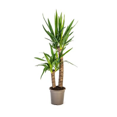 Yucca Elephantipes Zimmerpflanze Ø19cm - Hochwertige und pflegeleichte Pflanze, 80cm