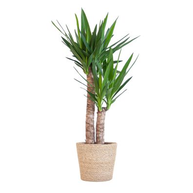 Yucca Elephantipes Zimmerpflanze mit Sofia-Korb, 90cm hoch, Ø21, Pflegeleicht und Dek