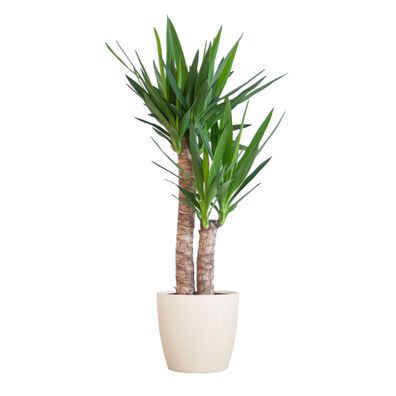 Yucca Elephantipes mit Viber-Topf in Weiß - 90 cm hoch, Ø 21 cm - Pflegeleichte Zimme