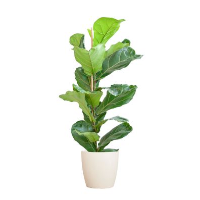 Ficus Lyrata mit Viber-Topf in Weiß – 80 cm hoch und Ø21 cm – perfekte grüne Zimmerpf