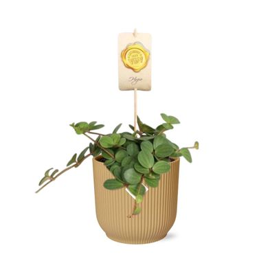 Peperomia ‘Hope’ in ELHO Vibes Fold 14cm Gelb - Pflegeleichte Zimmerpflanze für jeden