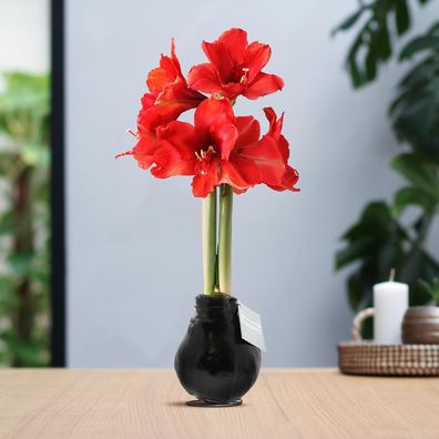 No Water Flowers® (gewachste Amaryllis) in Schwarz und Rot - Pflegeleichte Blüten ohn