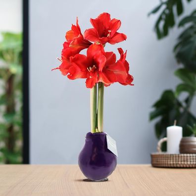 No Water Flowers® (gewachste Amaryllis) | Waxz® Farben - Lila + Rote Blüten ohne Wass