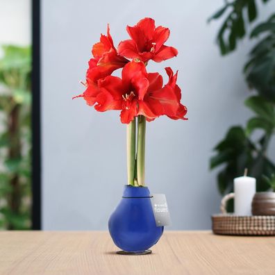 No Water Flowers® (gewachste Amaryllis) | Waxz® Farben - Blaue + Rote Blüte ohne Wass