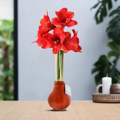 No Water Flowers® (gewachste Amaryllis) | Waxz® Farben - Orange + Rot in voller Blüte