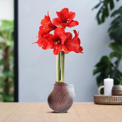 No Water Flowers® (gewachste Amaryllis) | Waxz® Marmor - Bordeaux + rote Blüten in Lu