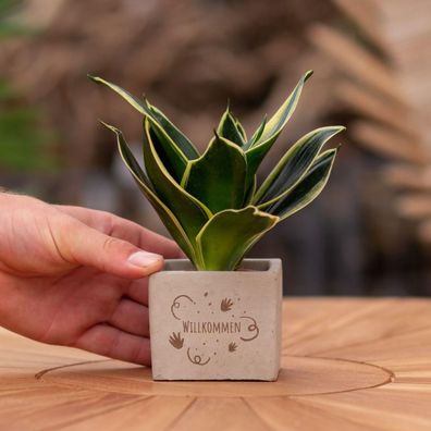 Congreetz® Pflanztöpfe mit Sansevieria – das perfekte, personalisierte Geschenk zur B