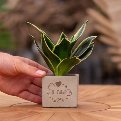 Congreetz® Pflanztöpfe mit Sansevieria – Das liebevolle, personalisierte Geschenk für