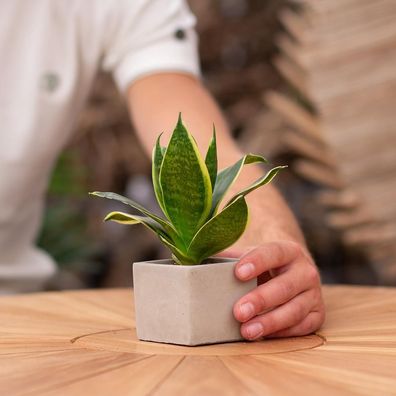 Congreetz® Pflanzentöpfe mit Sansevieria - Das perfekte Geschenk für Genesungswünsche