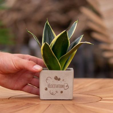 Congreetz® Pflanztöpfe mit Sansevieria - Das perfekte personalisierte Geschenk zur Gr