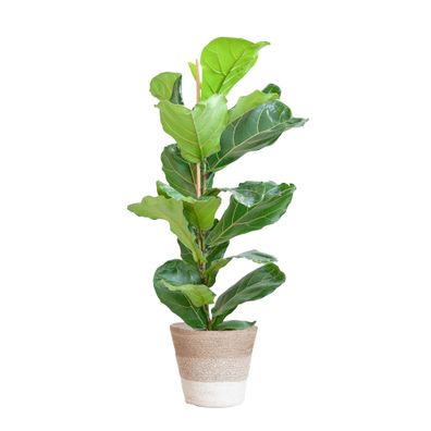 Ficus Lyrata Geigenblattpflanze mit Jutekorb Lissabon in Weiß - 80cm Höhe - Ø21 cm Du