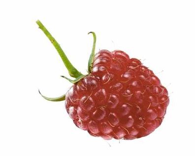 Himbeere-Brombeere Kreuzung - Rubus 'Tayberry'