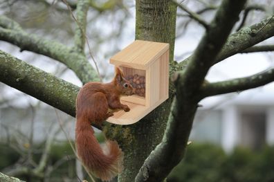 Eichhörnchen Futterhaus 12x22x17 cm