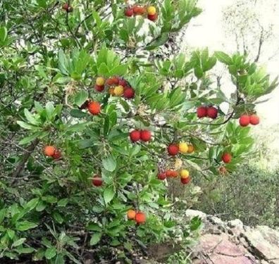 Winterfester immergrüner Erdbeerbaum mit leckeren Früchten Arbutus unedo / Saatgut