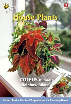 Samen Zimmerpflanzen Coleus Rainbow mix Buzzy