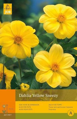 Dahlie gelb sneezy 1 Blume Zwiebel Sommer Jub