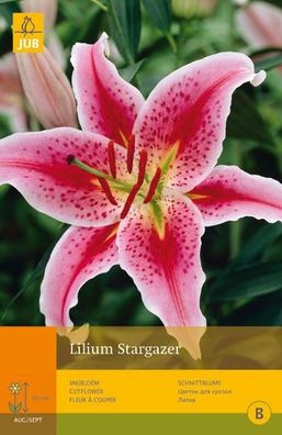 Lilium stargazer 2pcs Blume Zwiebel Sommer Jub