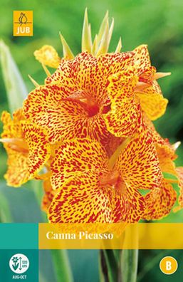 Canna Picasso Blumenzwiebel 1 Zwiebel Jub