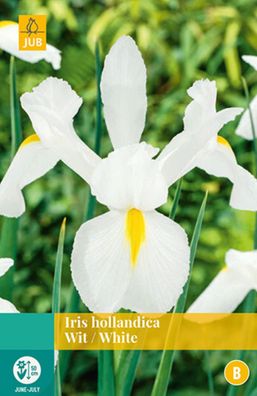 Iris Hollandica Weiße Blumenzwiebel 25 Zwiebeln Jub