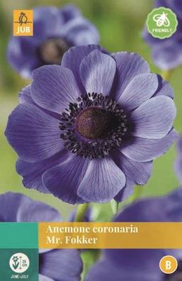 Anemone Coronaria Mr. Fokker blau 15 Blumenzwiebeln Jub