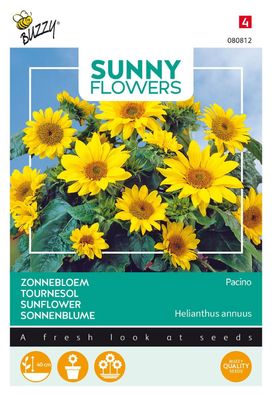 Seeds Sunny Flowers Sonnenblume Pacino Gold Buzzy