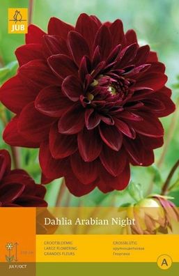 Dahlie Arabian Night 1 Blumenzwiebel Sommer Jub