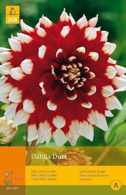 Dahlien Duett 1. Blumenzwiebel Sommer Jub