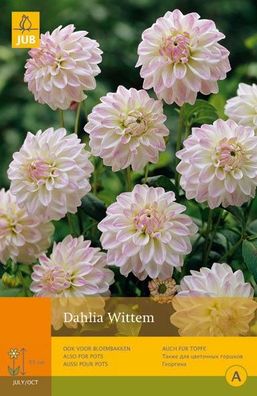 Dahlia wittem 1. Blumenzwiebel für Sommer Jub