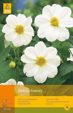 Dahlia sneezy 1. Zwiebel Sommer Jub