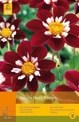 Dahlia mary evelyn 1. Blumenzwiebel für Sommer Jub