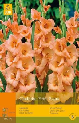 Gladiolus peter pears 10 Stk. Blumenzwiebel Sommer Jub