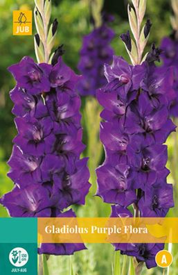 Gladiolus Purple Flora Blumenzwiebel 10 Zwiebeln Jub