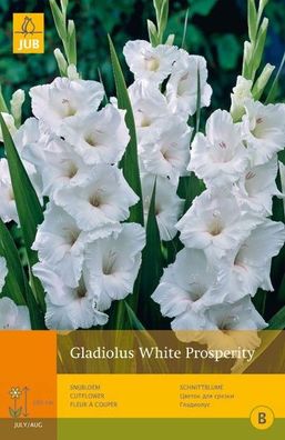 Gladiolus weißer Wohlstand 10 Stk. Zwiebeln Sommer Jub