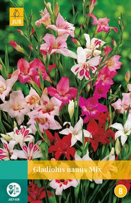 Gladiolus Nanus Mix Blumenzwiebel 10 Zwiebeln Jub