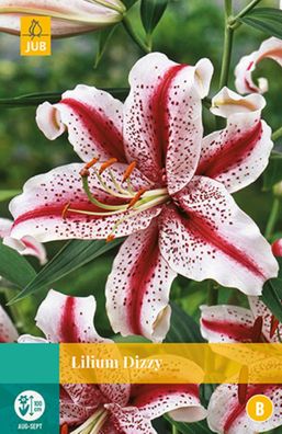 Lilium Dizzy Blumenzwiebel , 2 Zwiebeln Jub