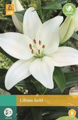 Lilium Kent weiß 2 blühende Zwiebeln Jub