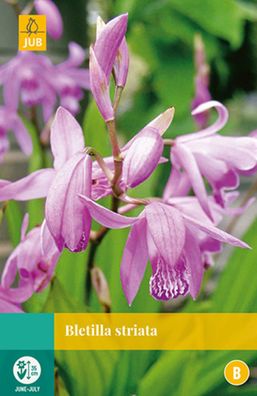 Bletilla Striata Blumenzwiebel 1 Zwiebel Jub