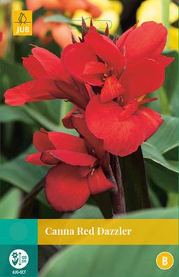 Canna Red Dazzler Blumenzwiebel 1 Blumenzwiebel Jub