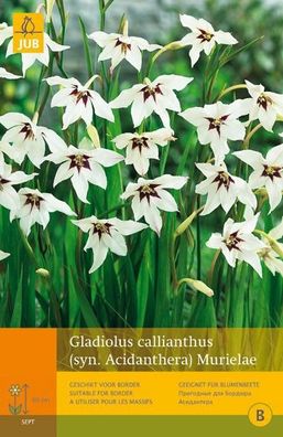 Gladiolus callianthus 15 Stk. Blumenzwiebel Sommer Jub