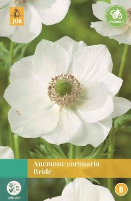 Anemone Coronaria Bride weiß 15 Blumenzwiebeln Jub