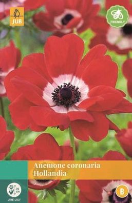 Anemone Coronaria Hollandia rot 15 Blumenzwiebeln Jub