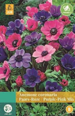 Anemone Coronaria Purple/Pink Mix gemischt 15 Blumenzwiebeln Jub