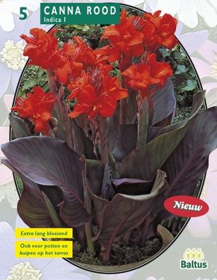 Sommerzwiebeln Canna dunkelrot, rot pro 3 Baltus