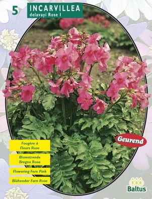 Sommerzwiebeln Incarvillea Delavayi, Rosa pro 5 Baltus