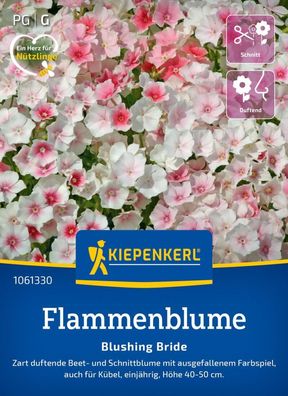 Flammenblume Blushing Bride, Beet- und Schnittblume - auch für Kübel - Höhe
