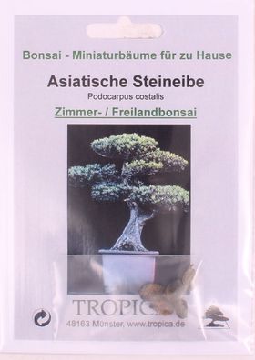 Bonsai - 5 Samen von Podocarpus costalis, Asiatische Steineibe, 90018